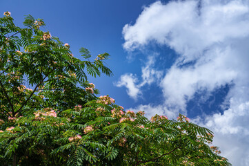 Obraz premium 青空とネムノキ