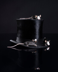 Three Small black hereford mice sitting on a stylish black top hat with copy space