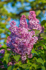Green branch with beautiful spring lilac flowers
