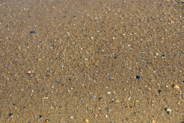 background with different seashells on the sand. sea ​​shells on the beach sand with turquoise sea in the background - selective focus copy space 