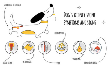 Dog`s kidney stone symptoms.Infographic icons with different signs and reasons of pyelonephritis.Canine healthcare.Veterinary banner.Animal urologic disease. Straining to urinate.Doodle style