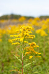 Late goldenrod, yellow flower, weed. Solidago gigantea. Nebraska State Flower