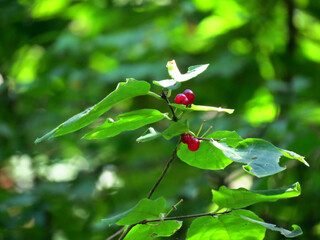berries on a green leaf