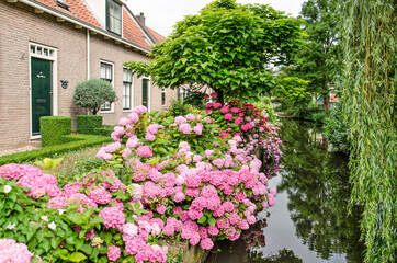 Fototapeta na wymiar Nieuwpoort, The Netherlands, July 16, 2021: picturesque scene in the old fortified town with low brick houses, hortensias, trees and a narrow canal