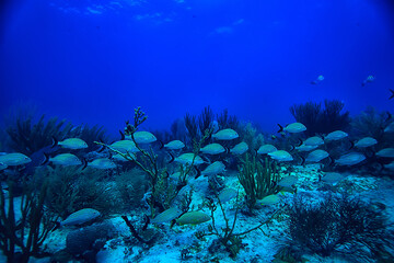 school of fish underwater photo, Gulf of Mexico, Cancun, bio fishing resources