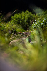 rain in the forest