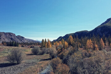 landscape altai russia, autumn top view, drone over the forest