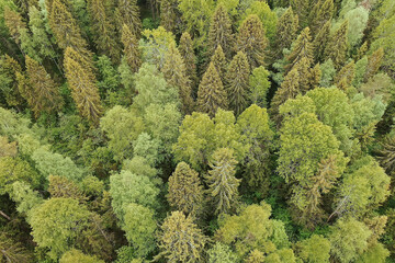 forest top view, landscape panorama view of summer forest with quadrocopter aerial view