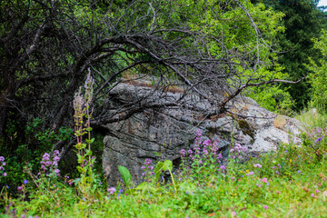wild boar in the forest