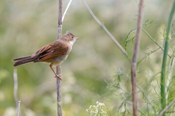 Eurasian Reed Warbler photographed in Brittany