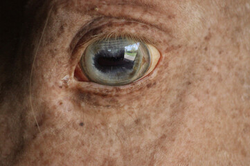 Blue eye horse and freckles, horse with freckles, pearl horse with freckles, cream horse with blue...