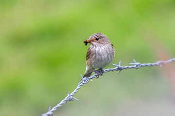 Spotted Flycatcher photographed in Brittany