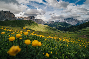 Summer view of Sella group from Sella pass, Dolomites, Italy. Golden flowers on a green alpine meadow, high rocky Sella towers in the background. - obrazy, fototapety, plakaty
