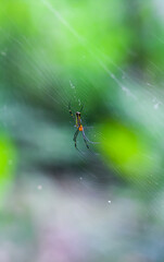 Spider sitting on web with green background. Spider making a web.