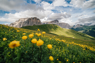 Summer view of Sella group from Sella pass, Dolomites, Italy. Golden flowers on a green alpine meadow, high rocky Sella towers in the background.