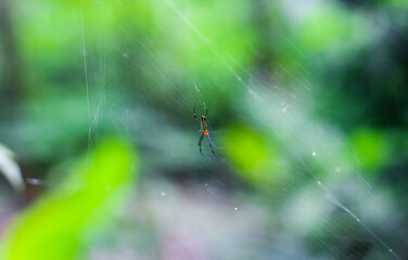 Spider sitting on web with green background. Spider making a web.