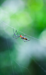 Spider sitting on the web with green background. Dewdrops on spider web (cobweb) closeup with green and bokeh background for the wallpaper.