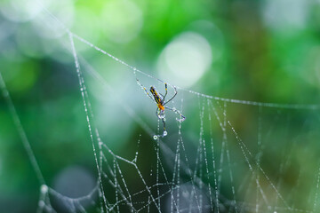 Spider sitting on the web with green background. Dewdrops on spider web (cobweb) closeup with green and bokeh background for the wallpaper.