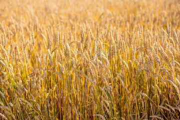 Gold Wheat Field. Beautiful Nature Sunset Landscape. Background of ripening ears of meadow wheat field. Concept of great harvest and productive seed industry
