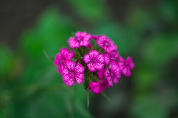 Fototapeta premium Bearded clove, or Turkish carnation on a natural background. Pink blooming clove flowers, in the garden Selective focus