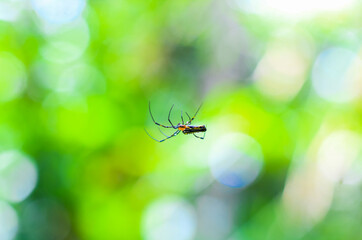 Spider sitting on the web with green background. Dewdrops on spider web (cobweb) closeup with green and bokeh background for the wallpaper.