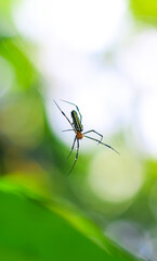 Spider sitting on the web with green background. Dewdrops on spider web (cobweb) closeup with green and bokeh background for the wallpaper.