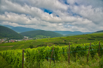 Weinberge oberhalb von Soultzmatt in den Vogesen