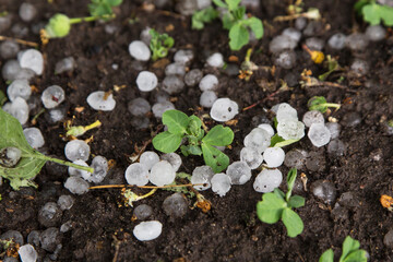 Hail after hailstorm on soil in garden with little pea plant in garden close up. Many ice balls on ground after summer thunderstorm - obrazy, fototapety, plakaty