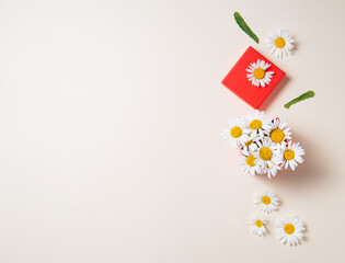 Beautiful chamomile  flowers in a red gift box on a white background. Top view and copy space