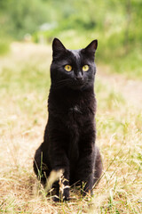 Beautiful bombay black cat portrait with yellow eyes sit outdoors in yellow dry grass in summer autumn nature in sunlight	
