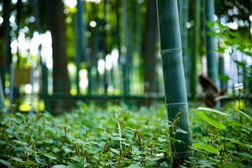 Beautiful bamboo forest at the traditional park daytime long shot
