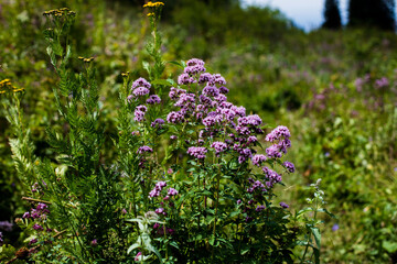 flowers in the meadow
