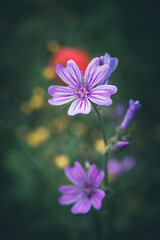 Fototapeta na wymiar Pink mallow flowers in the meadow
