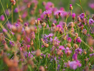 Cosmos flowers beautiful in the garden