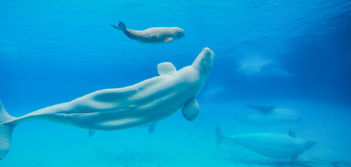 Fototapeta premium A smiling beluga swimming by