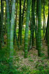 Beautiful bamboo forest at the traditional park daytime