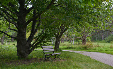 Fototapeta premium a bench under a tree in a park in nature in summer