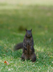 Fototapeta premium Cute red squirrel with long pointed ears in spring time . Wildlife in spring forest. Sciurus vulgaris.