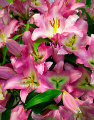 Close-up bouquet of pink lilies. natural lilly floral background, texture of lily petals