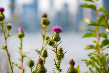 Cosmos flowers beautiful in the garden