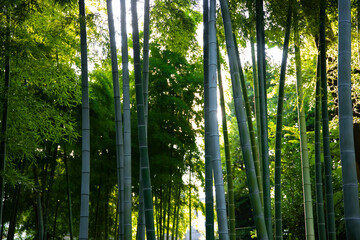 Fototapeta premium Beautiful bamboo forest at the traditional park daytime