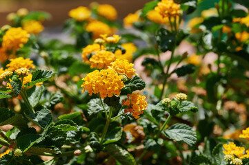 Close up of golden basket or Gold Alyssum flowers (Aurinia saxatilis) yellow ornamental plant surrounded by green leaves