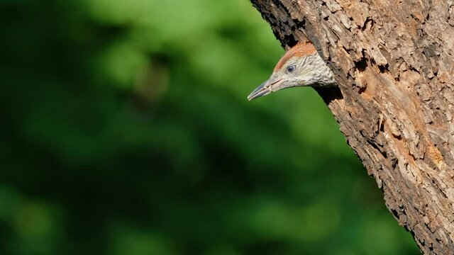 European green woodpecker (Picus viridis) chick leaving nest, fledgling fledging