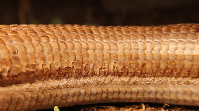 snake or lizard.
Burton's legless lizard: Lialis burtonis.
Lizard breathing can be observed.
close up of legless lizard 's body.
closeup reptile
animals, animal, wildlife.
wild nature, reptiles