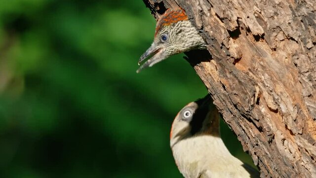 European green woodpecker (Picus viridis) chick leaving nest, fledgling fledging