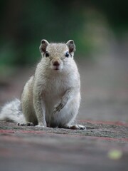 prairie dog eating