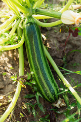 Ripe green striped zucchini in the garden. New harvest from nature. Vitamins and healthy food. Close-up. Vertical.