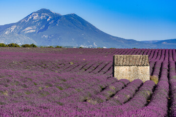 Field of lavender, Provance, France