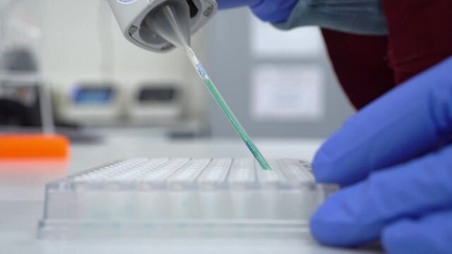Laboratory researcher, scientist or nurse pipetting chemical reagents into a 96-well plate. Genetic engineering or genetic disease screening. Cancer and drug research and science. Coronavirus test