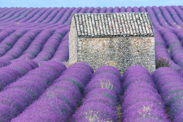 Field of lavender, Provance, France